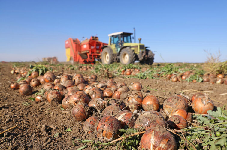 Harvesting onion on field